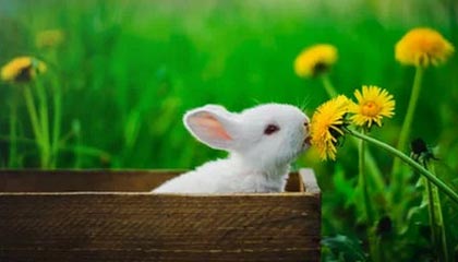 九游娱乐(jiuyou)官网-瓦伦西亚主场失利，球迷纷纷提出质疑，瓦伦西亚集锦