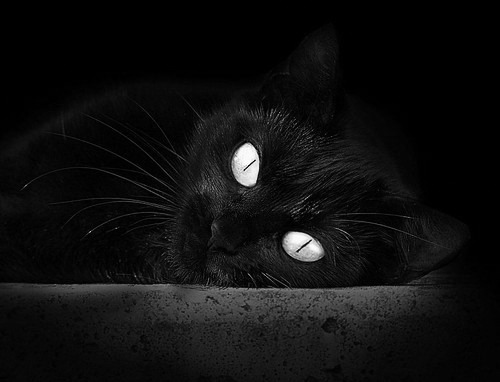 墨西哥马术协会建立马匹基因数据库,促进马匹选育与训练。,墨西哥马西亚斯