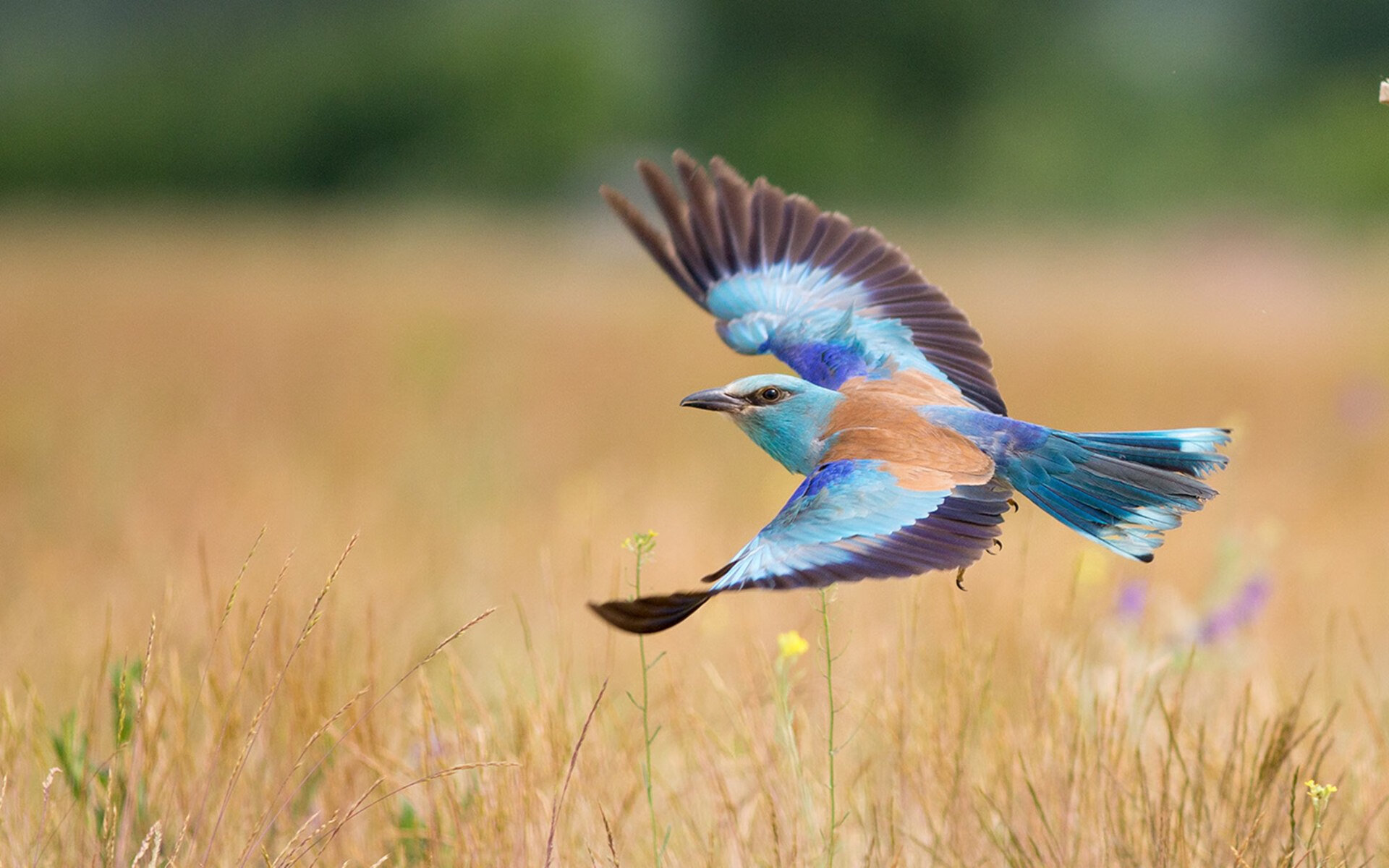 九游网游官网-意甲创新引援策略，攻坚战持续火热，意甲联赛官方赞助商