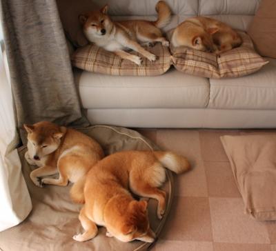 意大利马术协会推出马术运动员职业发展规划,促进人才培养。,意大利马具