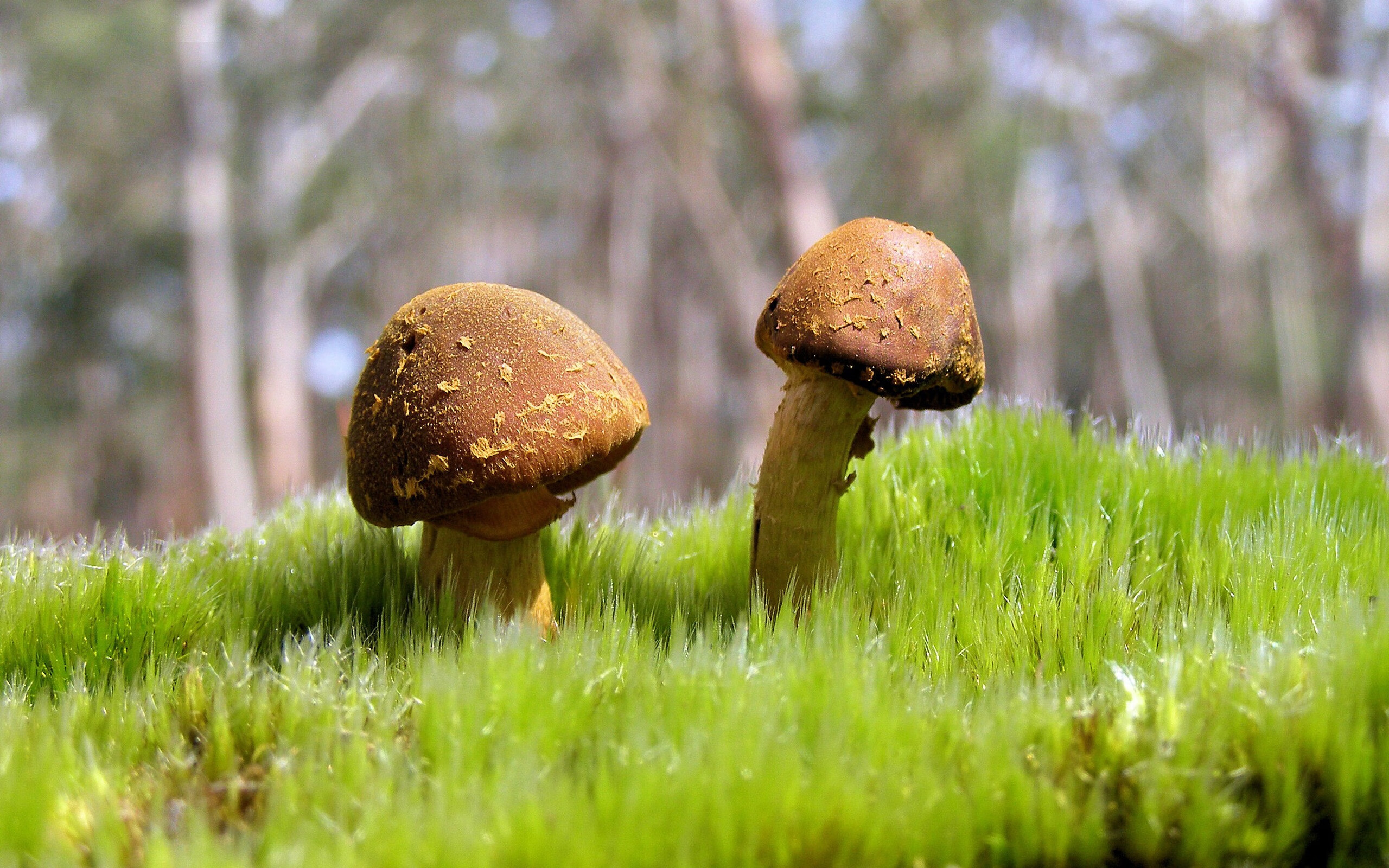 构建新型足球产业生态链,行业链条日益完善,足球产业规模