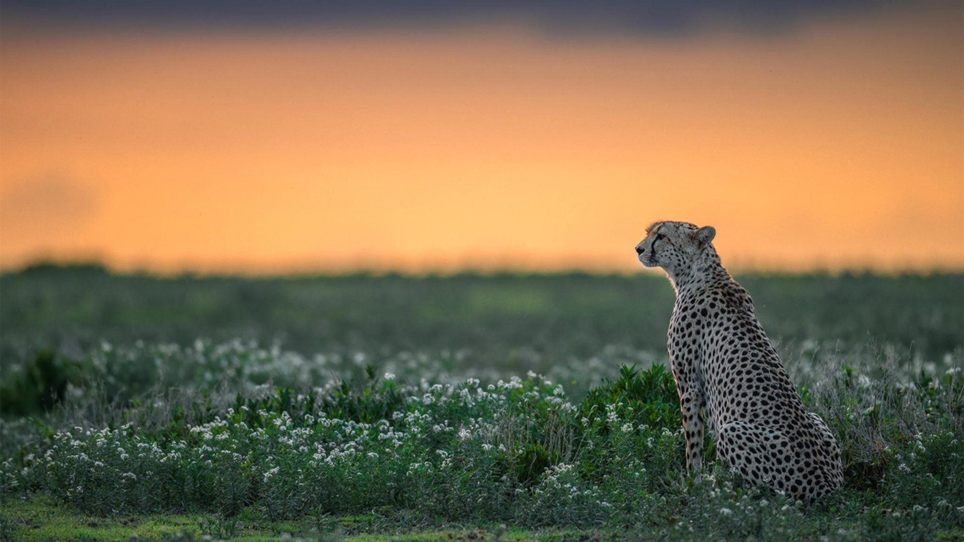 九游娱乐中心-球迷互动：线上投票支持心仪球员，有什么足球投票的app