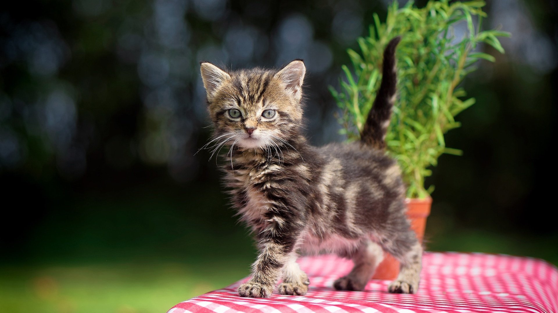 篮球青训项目推动青少年健康成长,篮球青训内容