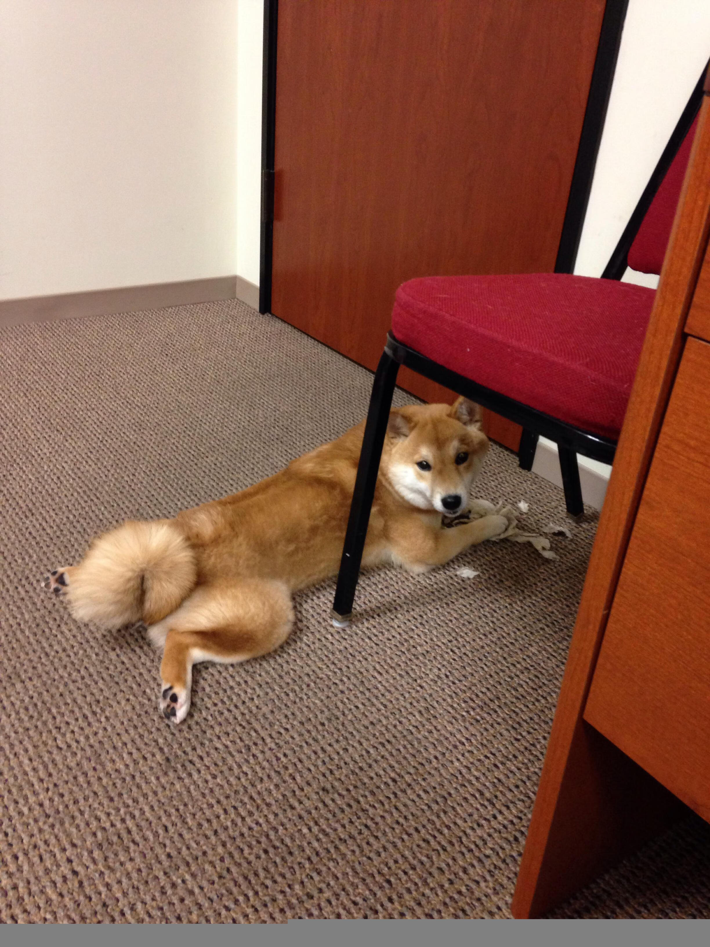 阿根廷马术科研团队研发出新型马术训练设备,助力骑手提升技能。