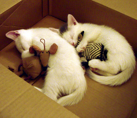 Jiu You-克劳利镇边路突破犀利，红魔力求三连胜，克劳利女装